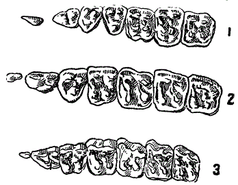 Процесс моляразации ложнокоренных зубов у предков лошади