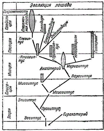 Схема эволюции лошади. По Мэтью, с сокращениями