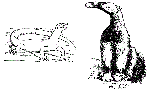 Положение конечности по отношению к туловищу у млекопитающих (молодой тамандуа-бандейра) и пресмыкающихся (серый варан). По разным авторам