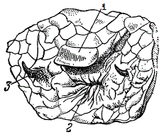 Рудименты конечностей у питона (Python reticulatus)