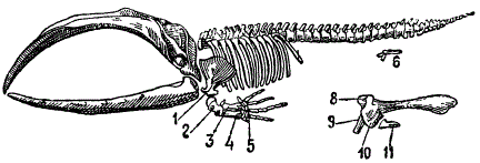 Рудименты тазового пояса и конечностей у кита