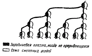 Схема зародышевого пути