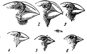 Галапагосские вьюрки. 1 — Geospiza magnirostris, 2 — G. strenna, 3, 4 — G. fortls, 5 — G.fuliginosa, 6 — G. parvula (Из Дементьева)