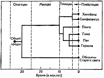 Эволюция приматов по данным иммунологии