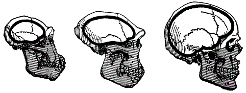 Увеличение объема черепа и уменьшение лица от обезьян к человеку (слева — шимпанзе, в центре — Homo erectus, справа Homo sapiens