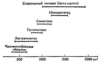 Вариации объема черепа