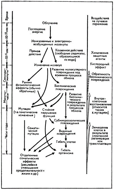 Общая схема биологического действия ионизирующего излучения (по С.А. Ландау-Тылкиной, 1974)