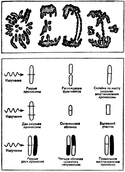 Влияние облучения на хромосомы (схема разрыва и восстановления хромосом (внизу) и изменение хромосом и митоза после рентгеновского облучения (вверху); видно отставание хромосом в метафазе и образование мостиков и фрагментов)