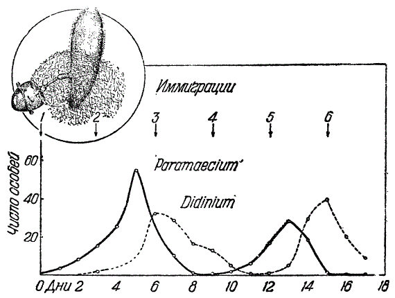 Соотношения численности жертвы и хищника (Р. caudatum и D. nasutum) в условиях периодической, иммиграции новых особей хищника и жертвы (По Гаузе). В овале: нападение D. nasutum на Р. caudatum (По Мосту из Ланга)