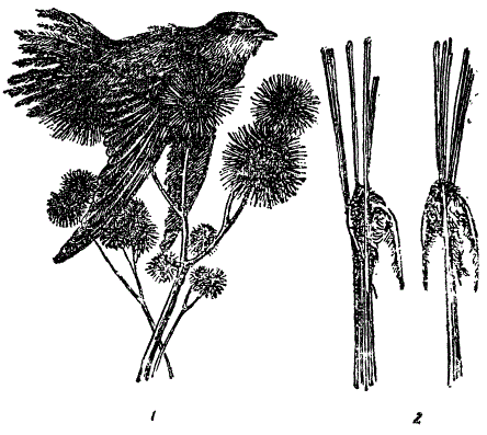 Примеры случайной единичной элиминации. 1— ласточка, погибшая на цепких колючках репейника, 2 — застрявшие в стеблях камыша (Из Дементьева)