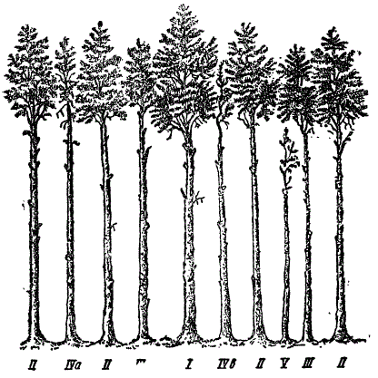 Схема конкуренции между деревьями в лесу (По Морозову)