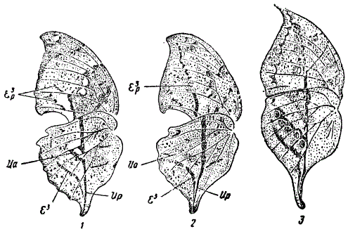 Развитие мимикрии. 1 — Zaretes Isidora itis, 2 — Zaretes isidora strigosa, 3 — Kallima inachis