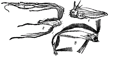 Личинки трахиптеруса (1—2) и взрослая рыба (3) (Частично из Матвеева)