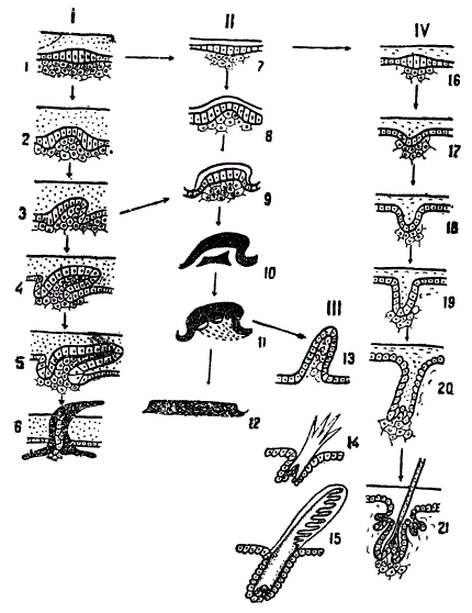 Схема филогенетического развития костных и роговых чешуй, пера и волоса