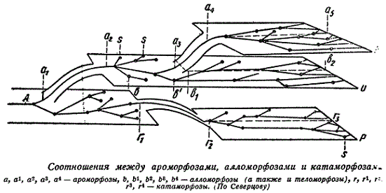 Соотношения между ароморфозами, алломорфозами и катаморфозами