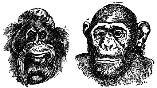 Орангутан и шимпанзе