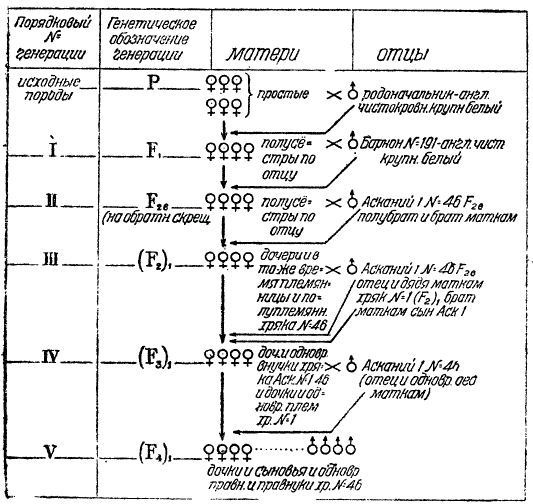 Схема метода спаривания, примененного для выведения украинской  степной белой породы