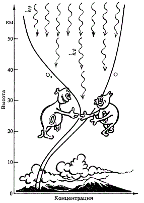 Начиная с некоторого уровня разрушение молекул O3 солнечным излучением растет с высотой быстрее, чем их образование из атомов O, поэтому начиная с этого уровня концентрация озона с высотой начинает уменьшаться