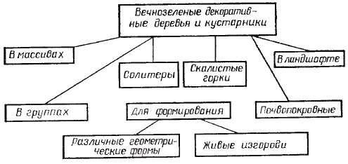 Схема использования вечнозеленых декоративных видов в композиции растительности