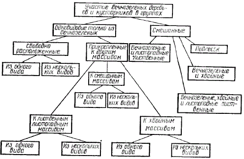 Схема видов массивов вечнозеленых декоративных растений