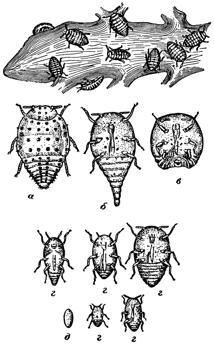 Корневая филлоксера