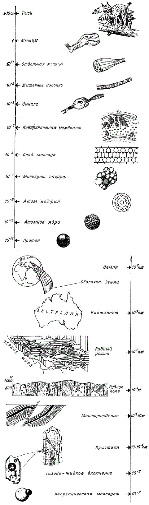 Последовательная шкала уменьшающихся размеров объектов живой и неживой природы — от микроскопических до макроскопических объектов. Ряд живых объектов приведен в соответствии с К. Гробстайном