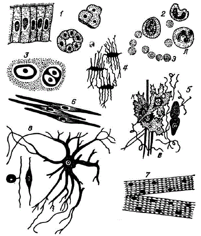 Клетки различных тканей человека