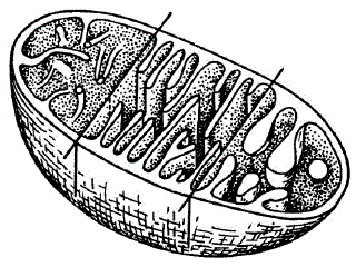 Схематическое изображение трех различных типов митохондрий в срезе