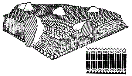 Модель жидкомозаичной структуры мембраны [по Бреслеру С. Е., 1977 г.] и ее схема