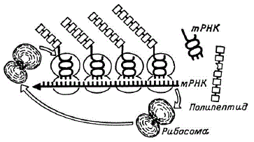 Схема, поясняющая синтез белка на полирибосоме