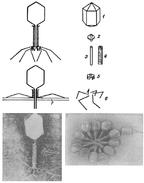 Формы фагов (по материалам биологов)