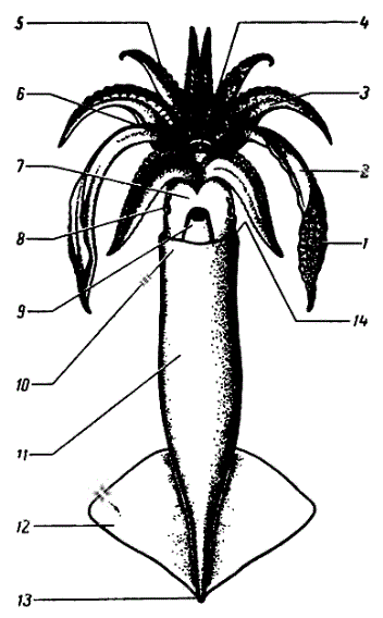 Основные части тела кальмара