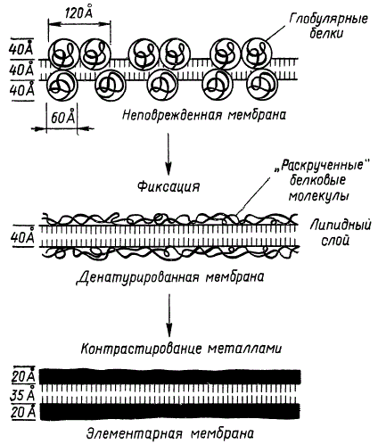 Схема строения фотосинтетической ламеллы (по К. Мюлеталеру с соавторами)