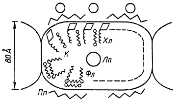 Схема строения квантосомы (по Жиро)