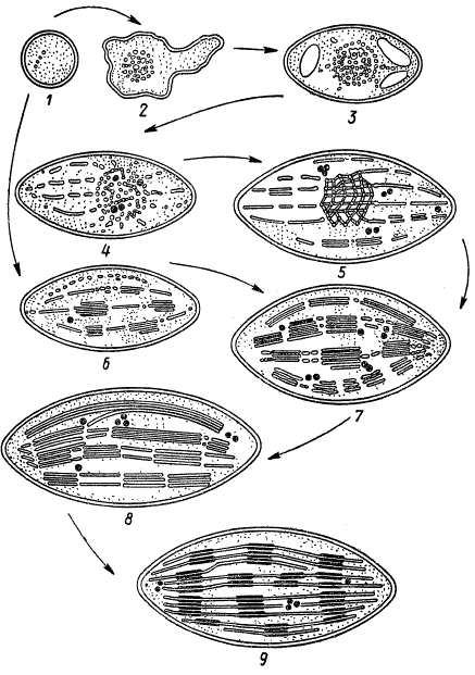 Схема развития хлоропласта (по Д. Веттштейну)