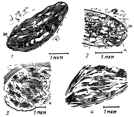 Хлоропласты кукурузы при различном минеральном питании (по С. И. Лебедеву с соавторами)