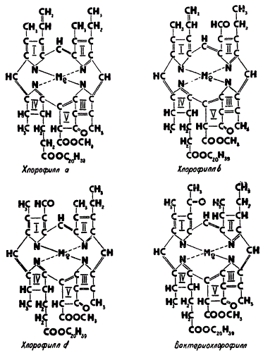Структура хлорофиллов