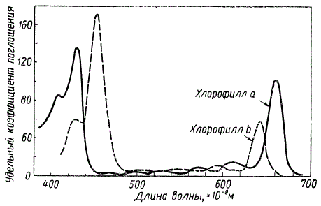 Графическое сравнение спектров поглощения хлорофилла а и b в эфирных растворах (по Цшейле)
