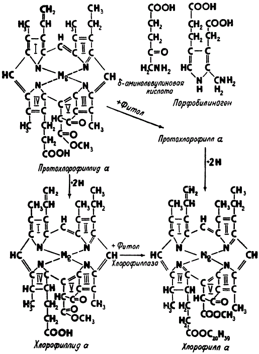 Важнейшие промежуточные соединения биосинтеза хлорофилла а.
