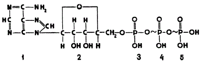 Строение аденозинтрифосфорной кислоты (АТФ)