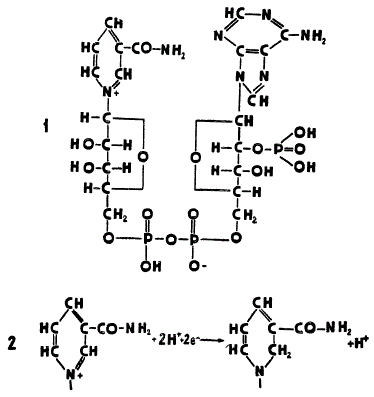 Строение и восстановление никотинамид-адениндинуклеотидфосфата