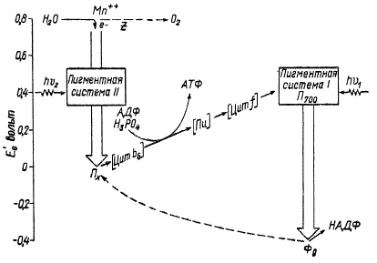 Схема световой фазы фотосинтеза (по Л. Вернону). Стрелки указывают направление движения электрона