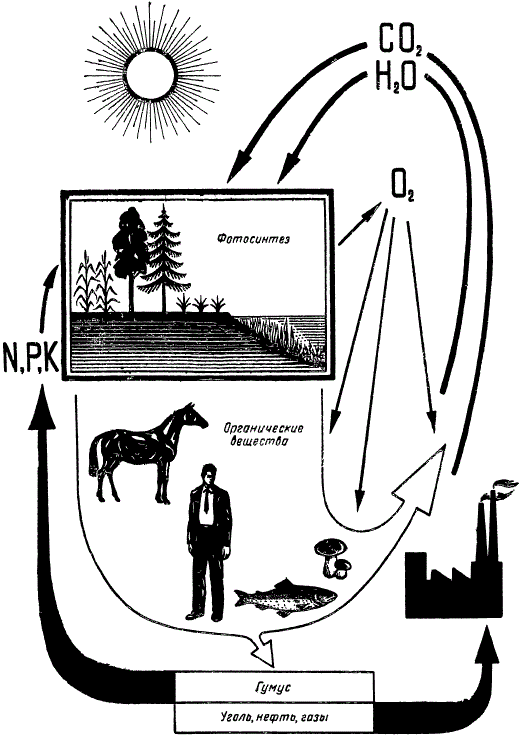 Схема круговорота веществ в природе (по А. А. Ничипоровичу)