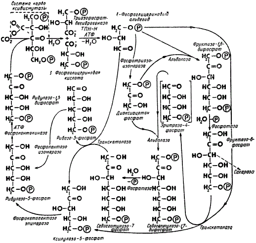 Схема фотосинтетического цикла восстановления углерода (по М. Кальвину): Р — условно обозначается остаток фосфорной кислоты — Н2РО3. Направление стрелок указывает последовательность превращения веществ