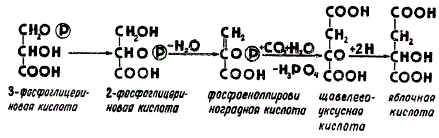 Схема реакций образования четырехуглеродных соединений из 3-фосфоглицериновой кислоты