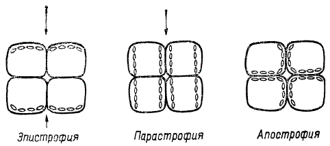 Схема расположения хлоропластов в клетках листа. Стрелки показывают направление света