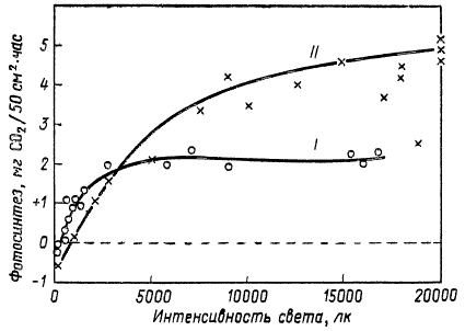 Световые кривые фотосинтеза для листьев бука лесного, адаптированных к затенению (I) и полной освещенности (II)