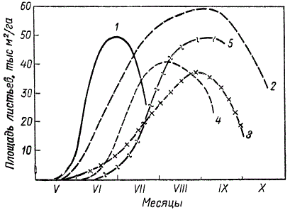 Изменение площади листьев в посевах на протяжении вегетации (по А. А. Ничипоровичу)