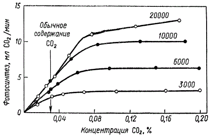 Зависимость фотосинтеза у проростков пшеницы от концентрации CO2 в воздухе при разной освещенности (по А. Леопольду). Цифры на кривых указывают интенсивность света в люксах