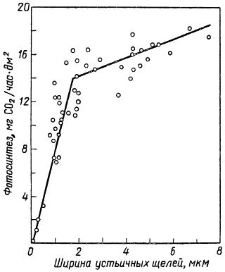 Влияние меры открытия устьиц на интенсивность фотосинтеза у овса при освещенности в 20 тыс. лк (по М. Стольфельту)